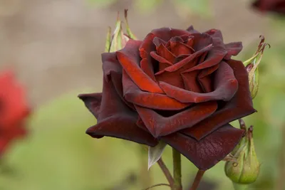 Роскошная роза чокочино на фотографии
