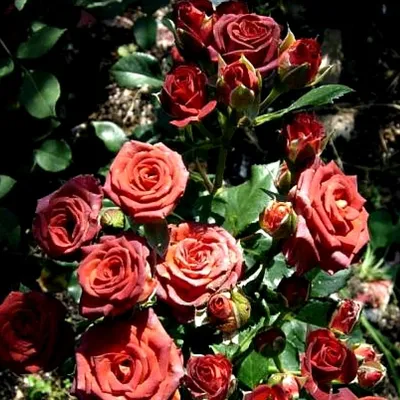 Фотография розы чокочино в png формате