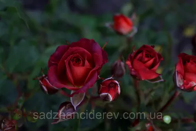 Блестящая роза чокочино на фото