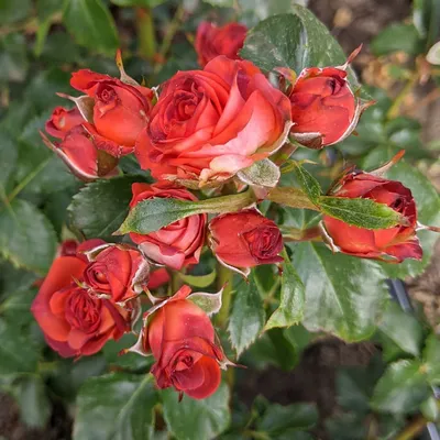 Удивительное изображение розы чокочино