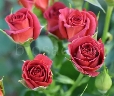 Фотка розы чокочино в радужных цветах