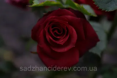 Фотография розы чокочино в высоком качестве