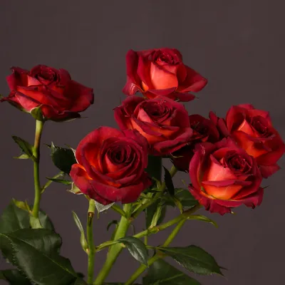 Очаровательная роза чокочино на фото