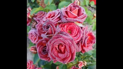 Прекрасное фото розы чокочино для скачивания