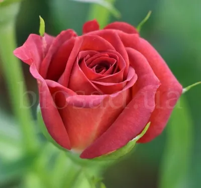 Изысканная картинка розы чокочино