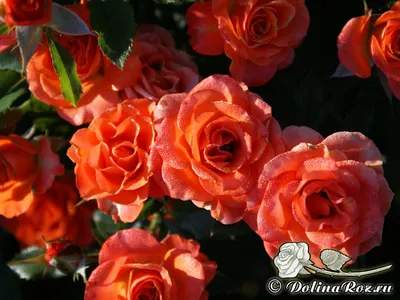Шикарное фото розы чокочино