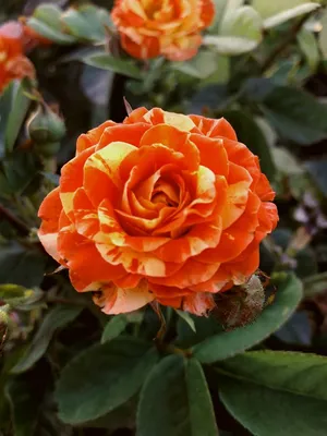Фотография чокочино розы с насыщенными цветами