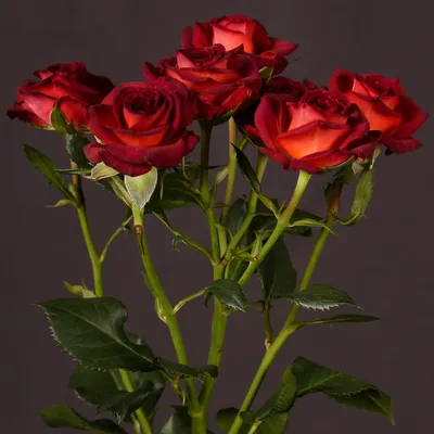 Невероятная красота розы чокочино на фото