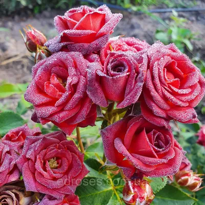 Фото розы чокочино в качестве обоев