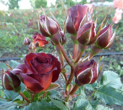 Удивительное изображение розы чокочино для скачивания