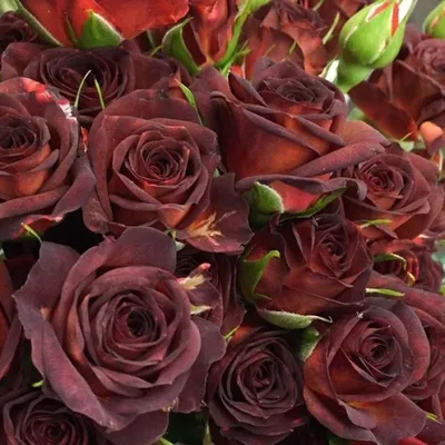 Фото чокочино розы в богатых цветах