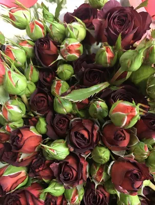 Прекрасная картинка розы чокочино для вашего выбора