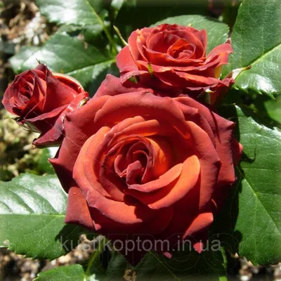 Потрясающая картинка розы чокочино