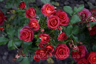 Великолепное изображение розы чокочино