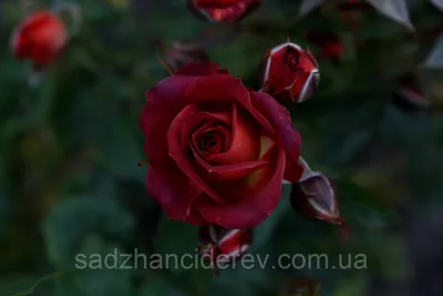 Фотография розы чокочино