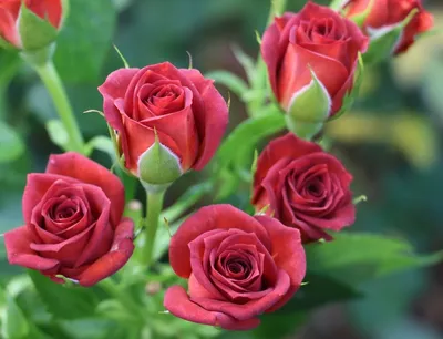 Фотка розы чокочино в высоком разрешении