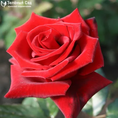 Роза даллас: фото высокого качества в формате jpg