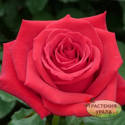Изображение розы даллас: png формат для скачивания