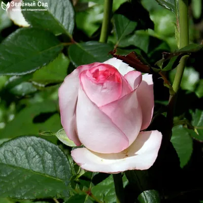 Роза даллас в webp формате: высокое качество фото