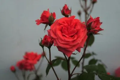 Фотография розы даллас в формате webp