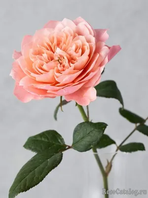 Изображение розы даллас: скачивайте в удобном формате