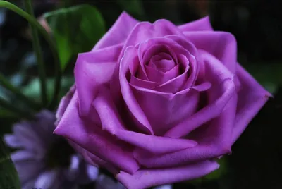 Изображение розы даллас: скачивайте в популярном формате webp