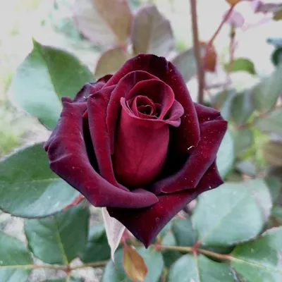 Роза даллас: элегантные и красивые фото