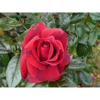Картинка розы даллас в jpg формате: бесплатное скачивание изображения