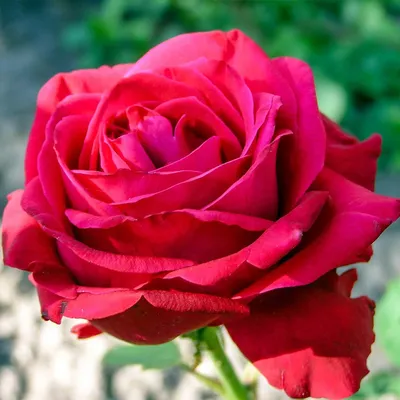 Роза дам де кер в формате png: сохраните высокое качество изображения