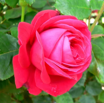 Фотка розы дам де кер покорит вас своей нежностью