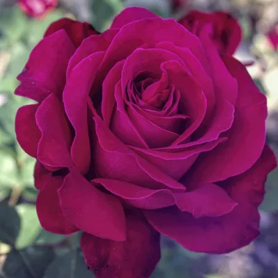 Украсьте свой экран прекрасным изображением розы дам де кер