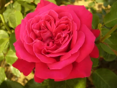 Пригласите красоту в свою жизнь с помощью этой фотографии розы дам де кер