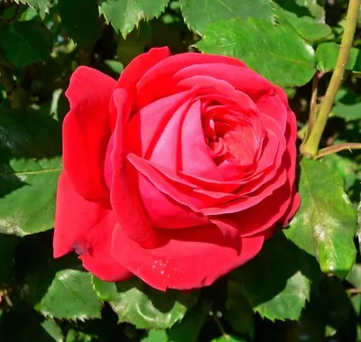 Изображение розы дам де кер: выберите свой идеальный размер