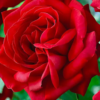 Фото розы дам де кер, которое вдохновит вас на творчество