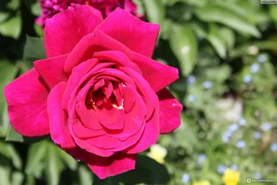 Роза дам де кер в формате jpg: красивые цвета в высоком качестве