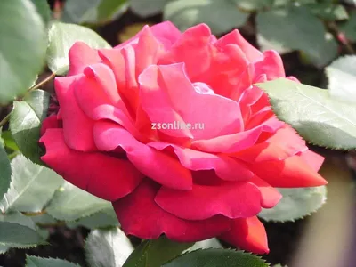 Фотка розы дам де кер: идеальный выбор для любителей цветов