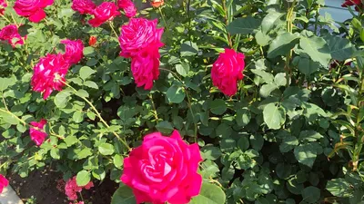 Фото розы дам де кер, которое передает ее атмосферу