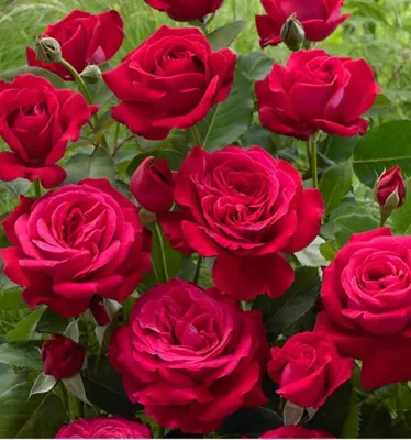 Удивительное фото розы дам де кер для вашего вдохновения