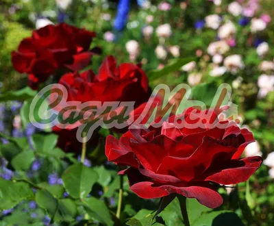 Фото розы дам де кер: создайте красивый фон для своего телефона