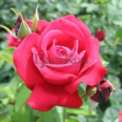 Фотка розы дам де кер: олицетворение красоты природы