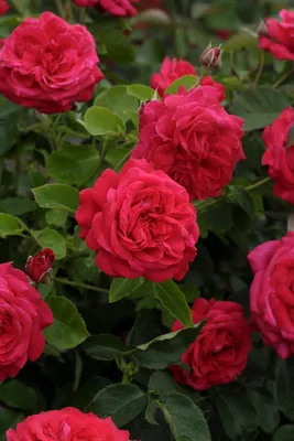 Фото розы дам де кер в разных размерах для вашего удобства