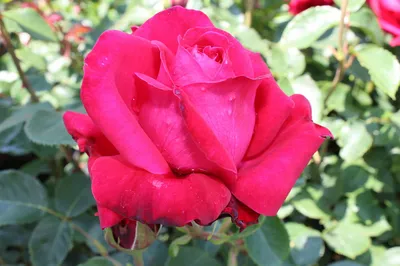 Узнайте больше о розе дам де кер через это прекрасное изображение