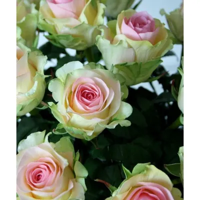 Роза дансинг квин в формате jpg