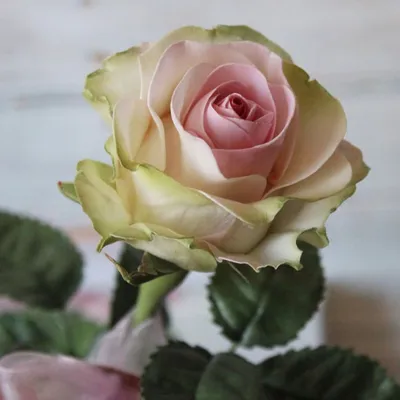 Изображение розы дансинг квин для скачивания в png