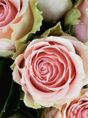 Фото розы дансинг квин в формате jpg