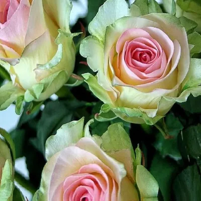 Уникальная фотография розы дансинг квин в формате webp