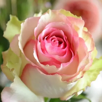 Изображение розы дансинг квин для использования в дизайне