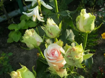 Фотка розы дансинг квин в высоком разрешении