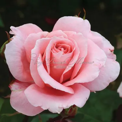 Фото розы дансинг квин в формате jpg для скачивания