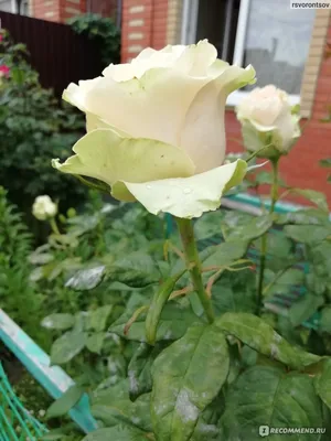 Уникальная картинка розы дансинг квин в формате png